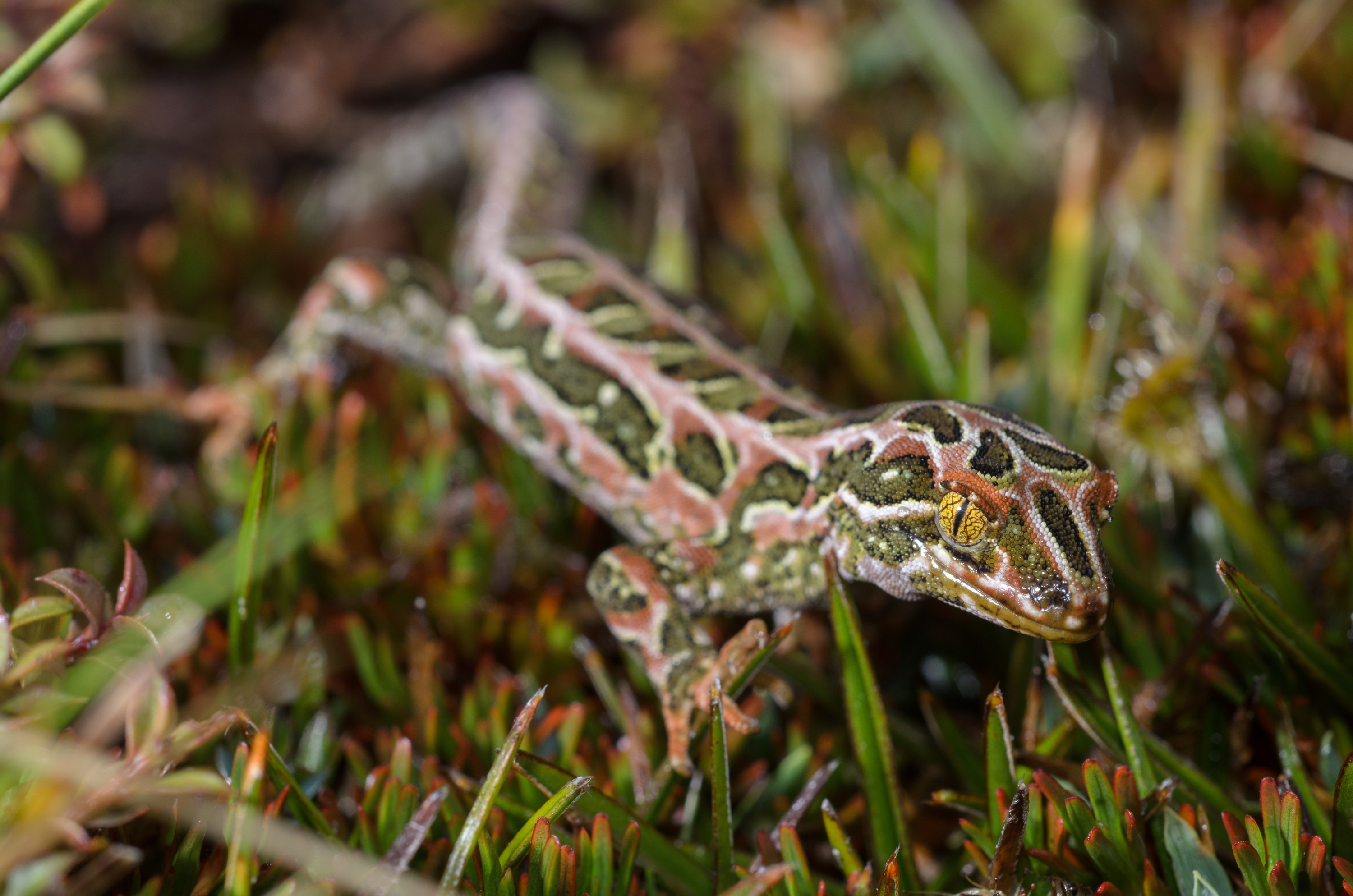 DSC_2912 – Adventure, Crispin, Hoplodactylus, Island, March 2017, National Park, New, New Zealand, Rakiura, South, Stewart, Tukutuku rakiurae, Zealand, amazing, gecko, harlequin gecko, rare, stunning